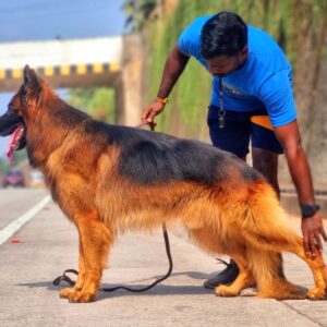German Shepherd