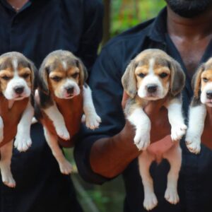 Beagle Puppy