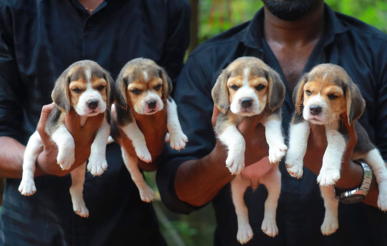 Beagle Puppy