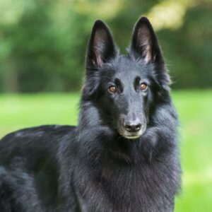 Belgian Malinois Puppy