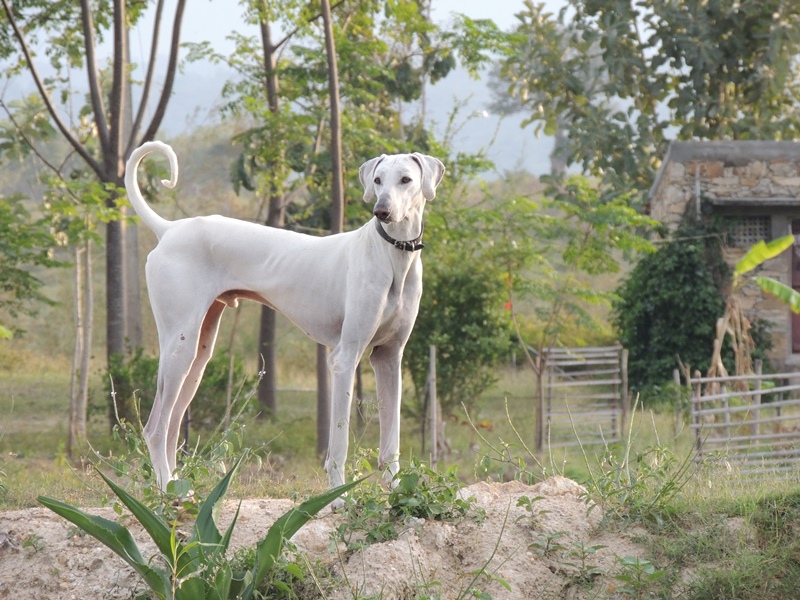 Chippiparai - Image 2