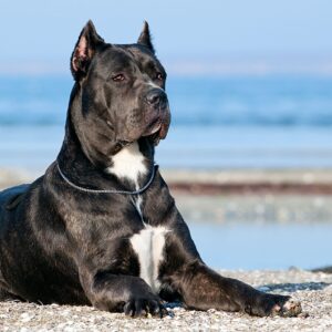 Cane Corso Puppy