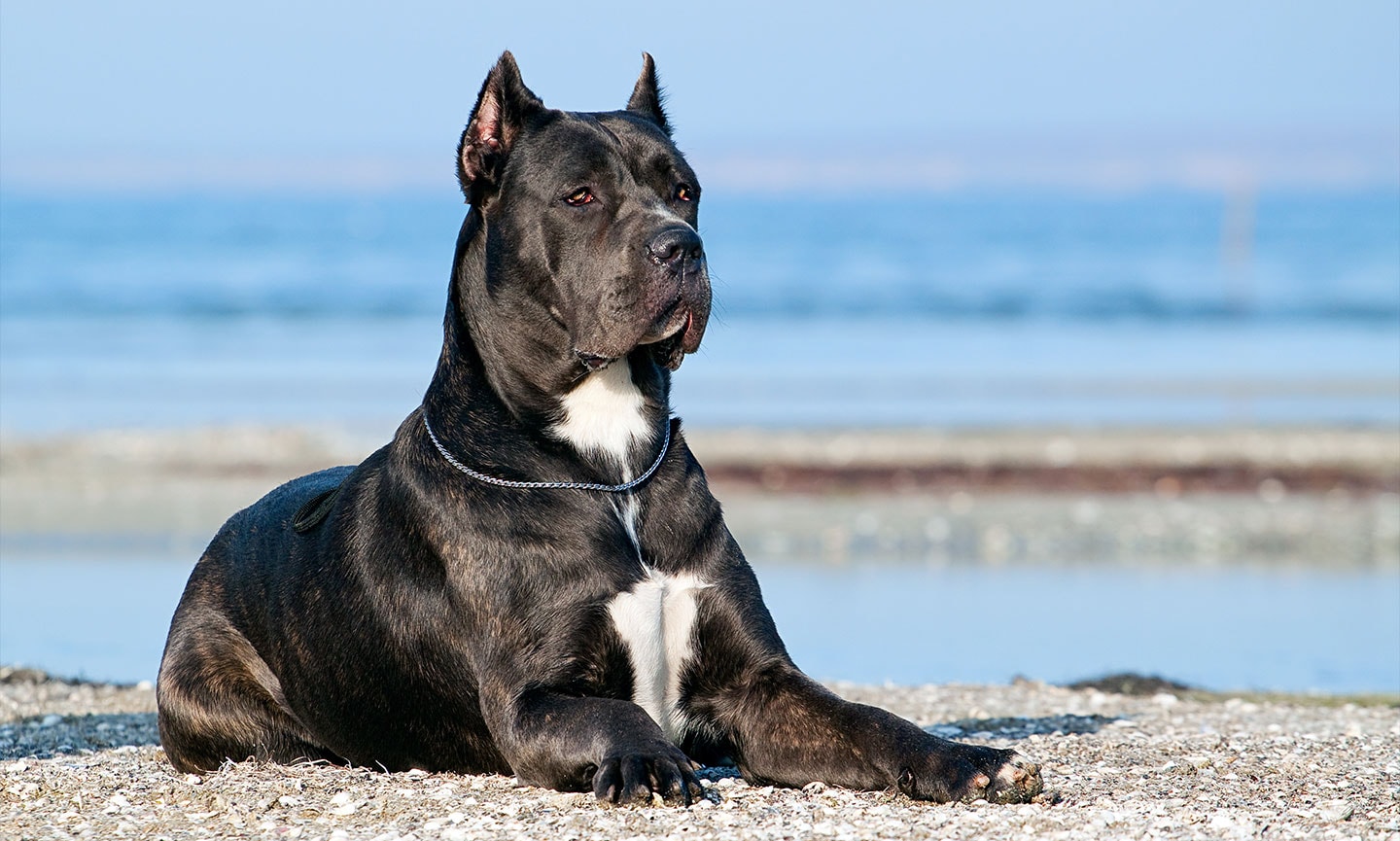 Cane Corso Puppy