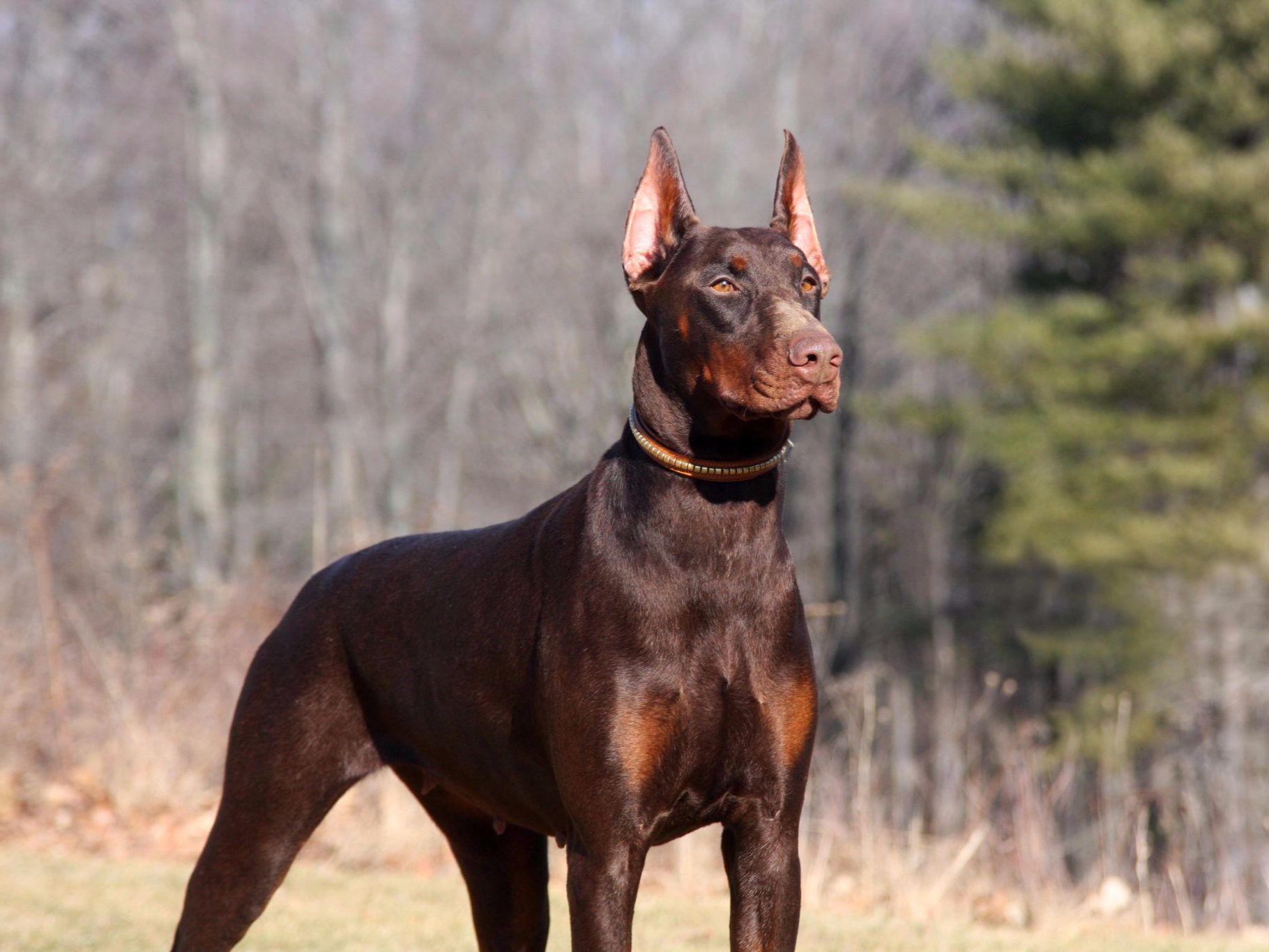 Doberman Puppy