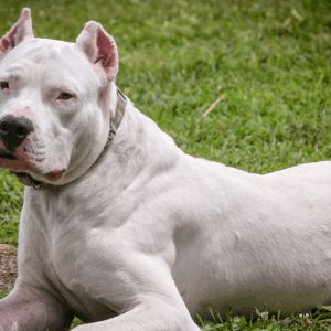Dogo Argentino Puppy