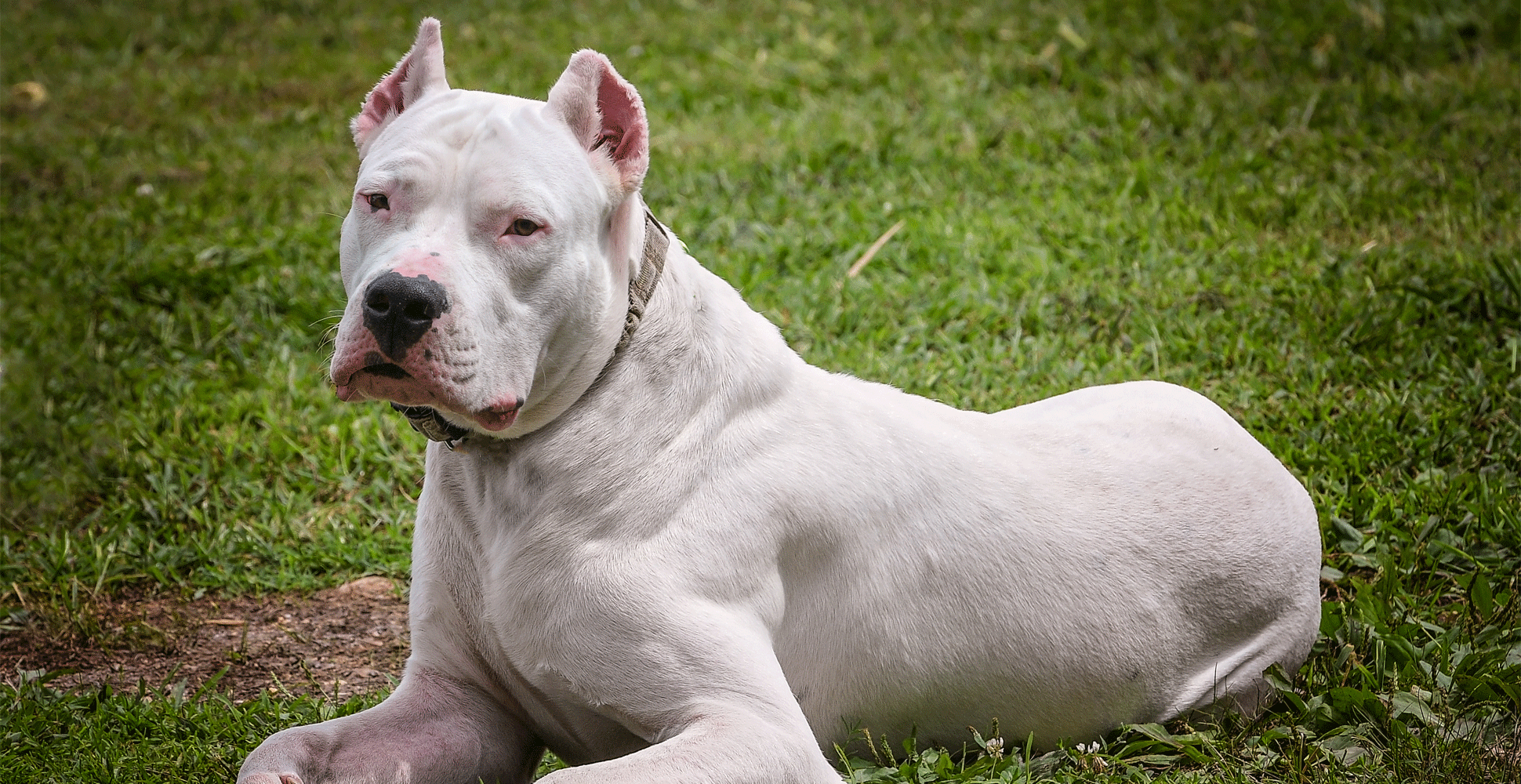 Dogo Argentino Puppy
