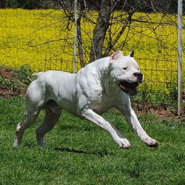 Muscular Dogo Argentino White Dog Of Dogo Argentino Also Known As