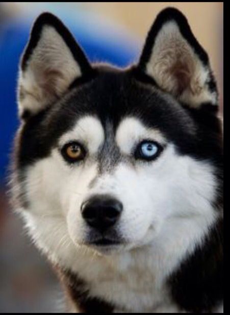 Husky Puppy - Image 2