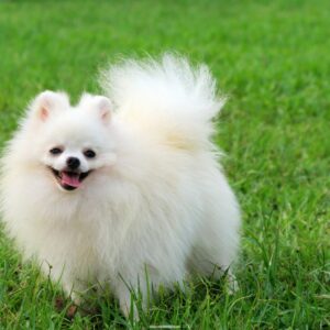 Pomeranian Puppy