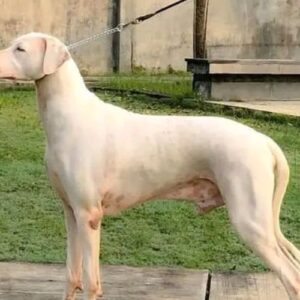Rajapalayam Puppy
