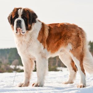 Saint Bernard Puppy